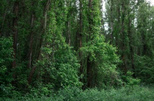 Veien du søker går rett gjennom skogen forest feature 1.jpg
