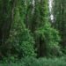 Veien du søker går rett gjennom skogen forest feature 1.jpg