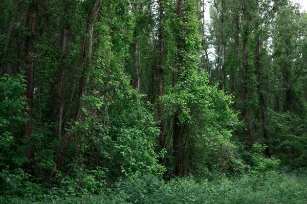 Veien du søker går rett gjennom skogen forest feature 1.jpg